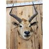 Image 5 : African Black Lechwe Shoulder Mount Taxidermy