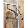Image 6 : African Black Lechwe Shoulder Mount Taxidermy