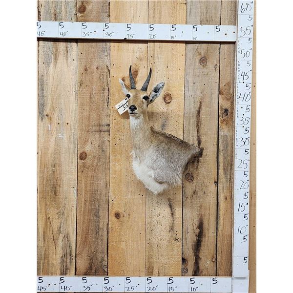 African Mountain Reedbuck Wall Pedestal Cutaway Taxidermy Mount