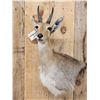 Image 2 : African Mountain Reedbuck Wall Pedestal Cutaway Taxidermy Mount