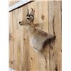 Image 3 : African Mountain Reedbuck Wall Pedestal Cutaway Taxidermy Mount