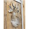Image 4 : African Mountain Reedbuck Wall Pedestal Cutaway Taxidermy Mount