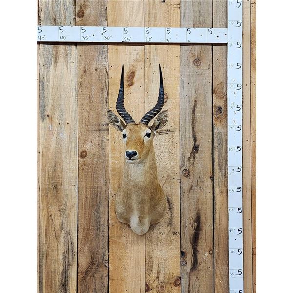 African Puku Shoulder Mount Taxidermy