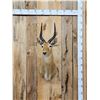 Image 1 : African Puku Shoulder Mount Taxidermy