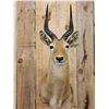 Image 2 : African Puku Shoulder Mount Taxidermy