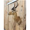 Image 3 : African Puku Shoulder Mount Taxidermy