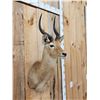 Image 4 : African Puku Shoulder Mount Taxidermy
