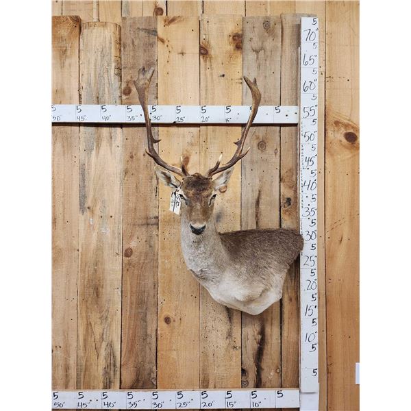 Fallow Deer Wall Pedestal Cutaway Taxidermy Mount
