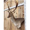 Image 2 : Fallow Deer Wall Pedestal Cutaway Taxidermy Mount