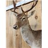 Image 3 : Fallow Deer Wall Pedestal Cutaway Taxidermy Mount