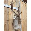 Image 4 : Fallow Deer Wall Pedestal Cutaway Taxidermy Mount