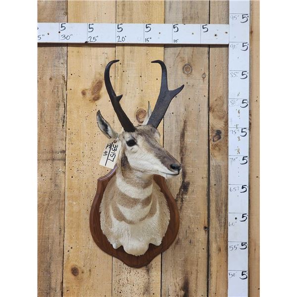 Pronghorn Antelope Shoulder Mount Taxidermy