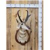 Image 1 : Pronghorn Antelope Shoulder Mount Taxidermy