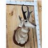 Image 2 : Pronghorn Antelope Shoulder Mount Taxidermy