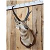 Image 3 : Pronghorn Antelope Shoulder Mount Taxidermy