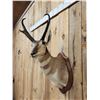 Image 4 : Pronghorn Antelope Shoulder Mount Taxidermy