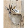 Image 2 : African Duiker Wall Pedestal Cutaway Taxidermy Mount