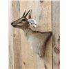 Image 3 : African Duiker Wall Pedestal Cutaway Taxidermy Mount