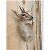 Image 4 : African Duiker Wall Pedestal Cutaway Taxidermy Mount