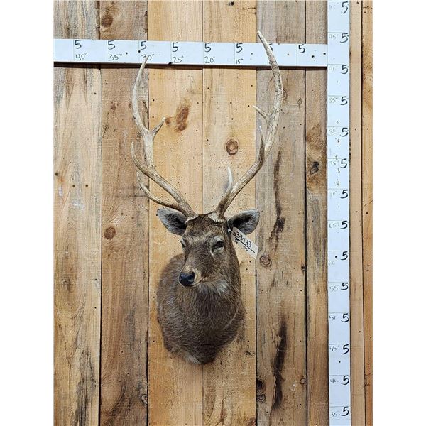 Japanese Sika Deer Shoulder Mount Taxidermy