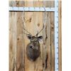 Image 1 : Japanese Sika Deer Shoulder Mount Taxidermy