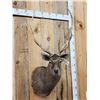 Image 2 : Japanese Sika Deer Shoulder Mount Taxidermy