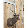 Image 3 : Japanese Sika Deer Shoulder Mount Taxidermy