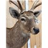 Image 4 : Japanese Sika Deer Shoulder Mount Taxidermy