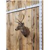 Image 5 : Japanese Sika Deer Shoulder Mount Taxidermy