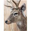 Image 6 : Japanese Sika Deer Shoulder Mount Taxidermy