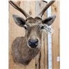 Image 7 : Japanese Sika Deer Shoulder Mount Taxidermy