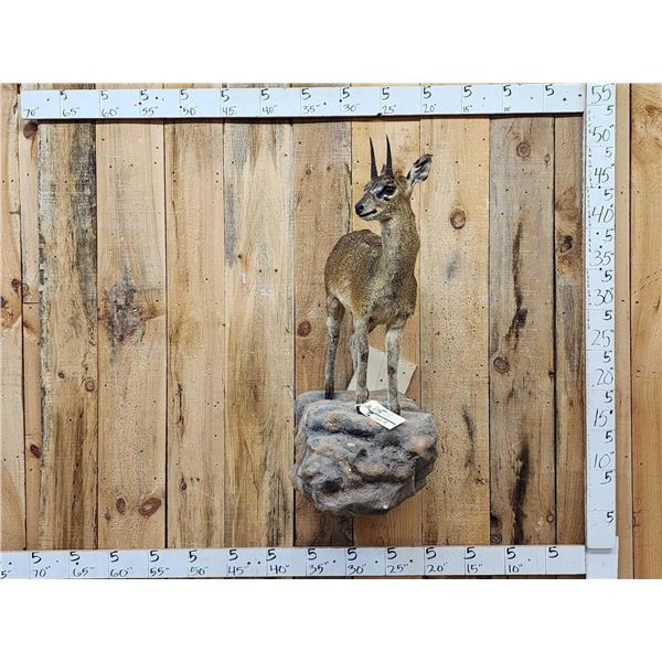 African Klipspringer Full Body Taxidermy Mount