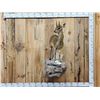 Image 1 : African Klipspringer Full Body Taxidermy Mount