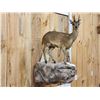 Image 2 : African Klipspringer Full Body Taxidermy Mount