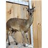 Image 3 : African Klipspringer Full Body Taxidermy Mount