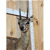 Image 4 : African Klipspringer Full Body Taxidermy Mount