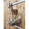 Image 5 : African Klipspringer Full Body Taxidermy Mount
