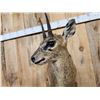 Image 6 : African Klipspringer Full Body Taxidermy Mount