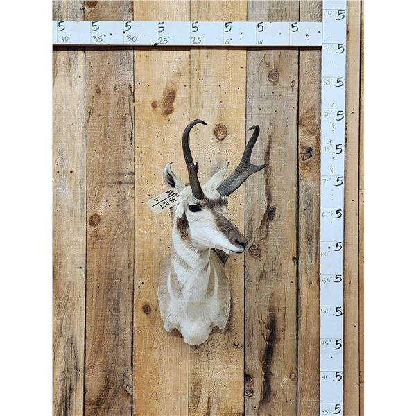 Pronghorn Antelope Shoulder Mount Taxidermy