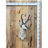 Image 1 : Pronghorn Antelope Shoulder Mount Taxidermy