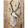 Image 2 : Pronghorn Antelope Shoulder Mount Taxidermy