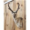 Image 3 : Pronghorn Antelope Shoulder Mount Taxidermy