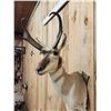Image 4 : Pronghorn Antelope Shoulder Mount Taxidermy