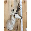 Image 5 : Pronghorn Antelope Shoulder Mount Taxidermy
