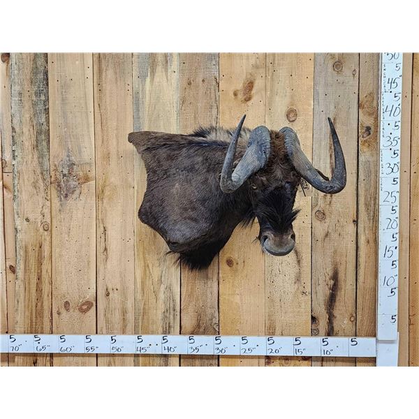 African Black Wildebeest Wall Pedestal Cutaway Taxidermy Mount