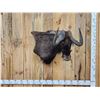 Image 1 : African Black Wildebeest Wall Pedestal Cutaway Taxidermy Mount