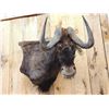 Image 2 : African Black Wildebeest Wall Pedestal Cutaway Taxidermy Mount
