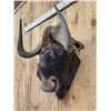 Image 3 : African Black Wildebeest Wall Pedestal Cutaway Taxidermy Mount