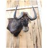Image 4 : African Black Wildebeest Wall Pedestal Cutaway Taxidermy Mount
