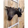 Image 5 : African Black Wildebeest Wall Pedestal Cutaway Taxidermy Mount